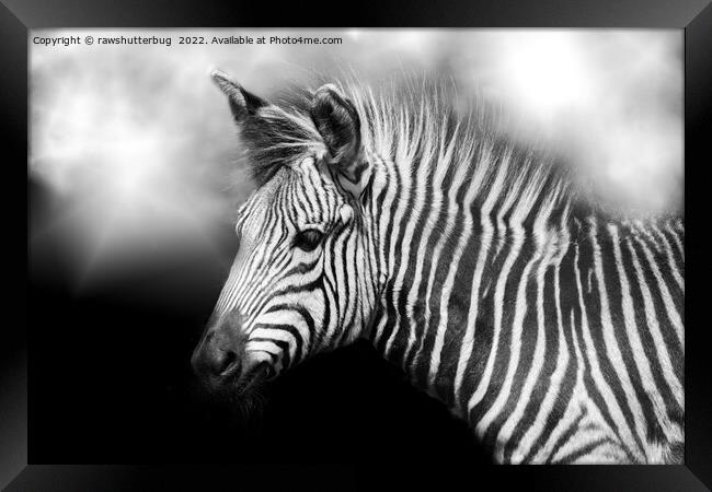 Zebra Foal Framed Print by rawshutterbug 