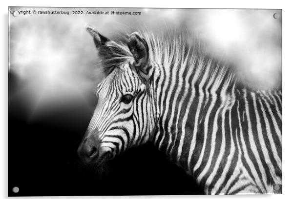 Zebra Foal Acrylic by rawshutterbug 