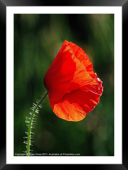 The Lone Poppy Framed Mounted Print by Nicky Vines