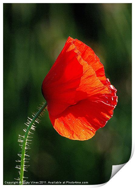 The Lone Poppy Print by Nicky Vines