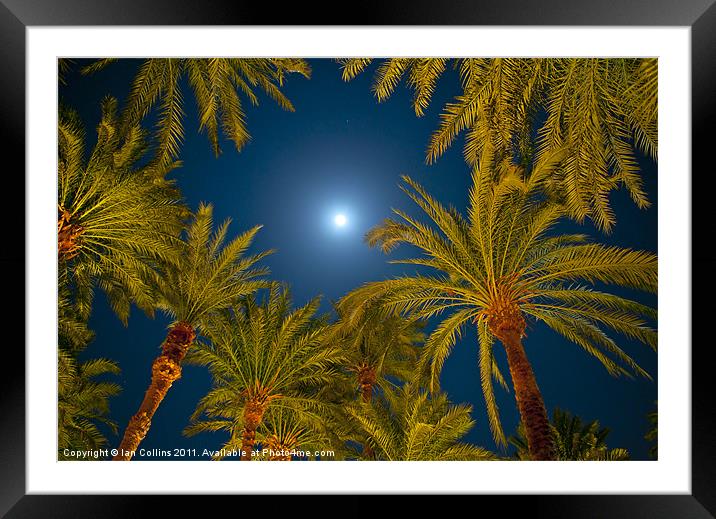 Palm trees and Moon Framed Mounted Print by Ian Collins