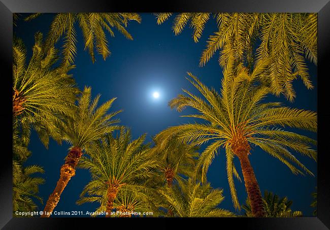Palm trees and Moon Framed Print by Ian Collins