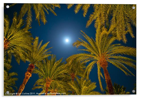 Palm trees and Moon Acrylic by Ian Collins