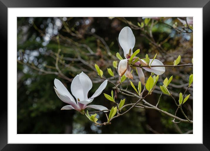 Magnolia Soulangeana Alexandrina Spring Flowers Framed Mounted Print by Artur Bogacki
