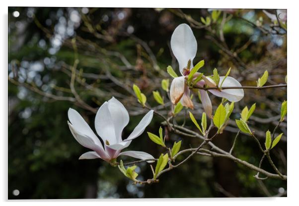 Magnolia Soulangeana Alexandrina Spring Flowers Acrylic by Artur Bogacki