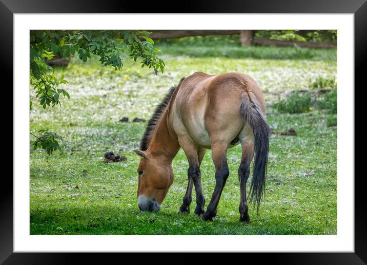 Przewalski Horse Grazing Framed Mounted Print by Artur Bogacki
