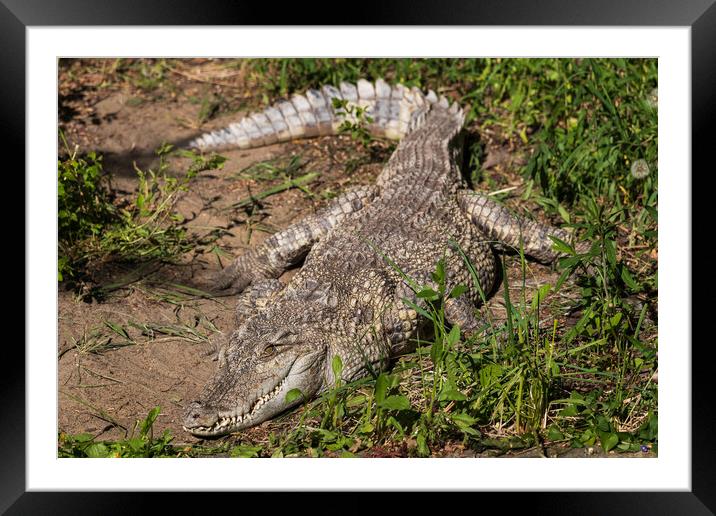 The Siamese Freshwater Crocodile Framed Mounted Print by Artur Bogacki
