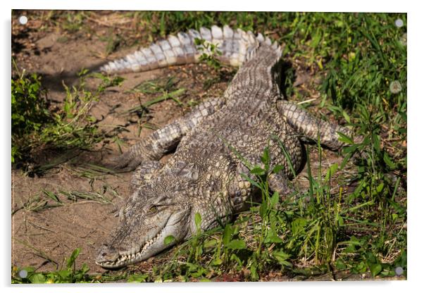 The Siamese Freshwater Crocodile Acrylic by Artur Bogacki