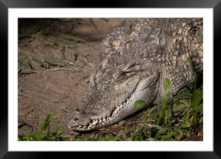 The Siamese Freshwater Crocodile Head Framed Mounted Print by Artur Bogacki