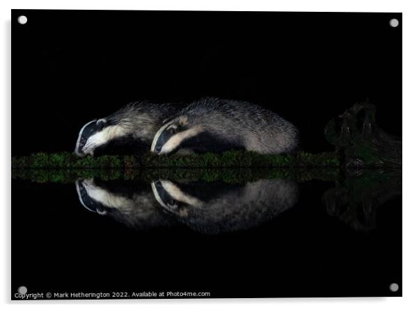 Badgers in reflection Acrylic by Mark Hetherington