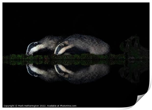 Badgers in reflection Print by Mark Hetherington