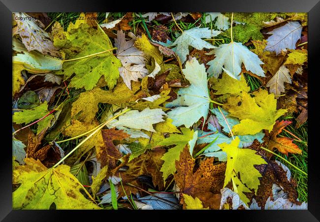 Sycamore Tree Leaves scattered on the Ground as Au Framed Print by Nick Jenkins
