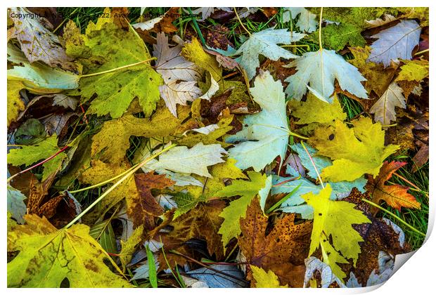Sycamore Tree Leaves scattered on the Ground as Au Print by Nick Jenkins