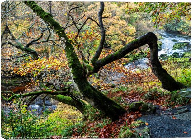 Autumn Tree in Strid Wood at Bolton Abbey Canvas Print by Mark Sunderland