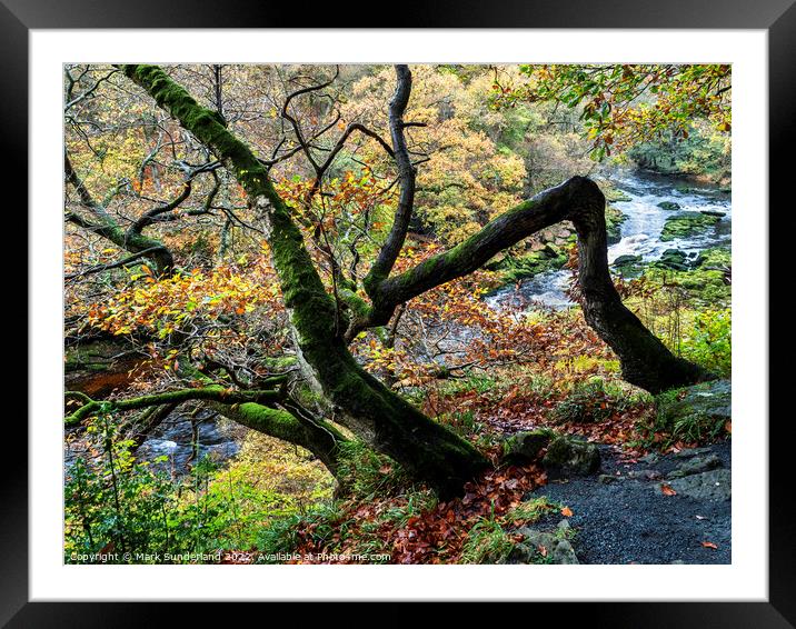Autumn Tree in Strid Wood at Bolton Abbey Framed Mounted Print by Mark Sunderland