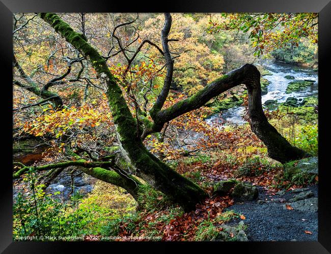 Autumn Tree in Strid Wood at Bolton Abbey Framed Print by Mark Sunderland