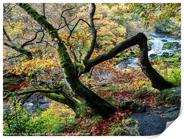 Autumn Tree in Strid Wood at Bolton Abbey Print by Mark Sunderland