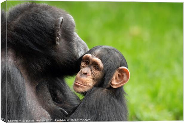  Chimpanzee Mother and Young Canvas Print by Darren Wilkes