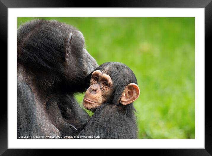  Chimpanzee Mother and Young Framed Mounted Print by Darren Wilkes