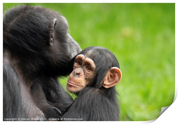  Chimpanzee Mother and Young Print by Darren Wilkes