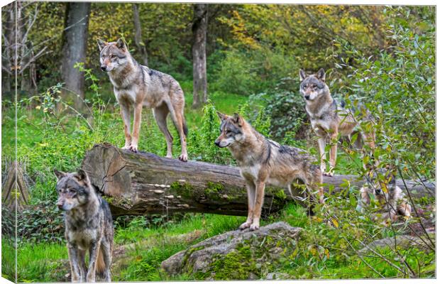 Hunting Wolf Pack Canvas Print by Arterra 