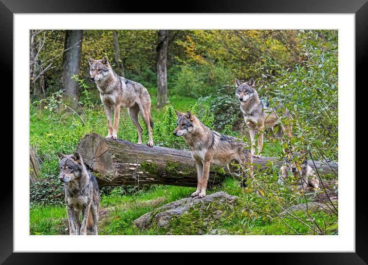 Hunting Wolf Pack Framed Mounted Print by Arterra 