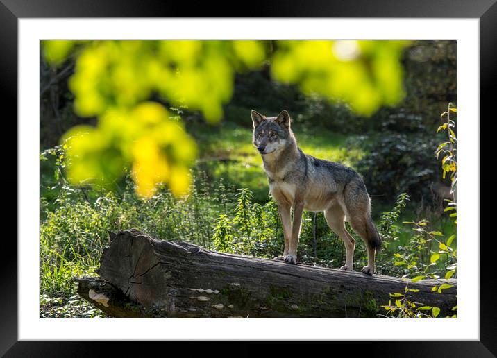Wolf on the Lookout Framed Mounted Print by Arterra 