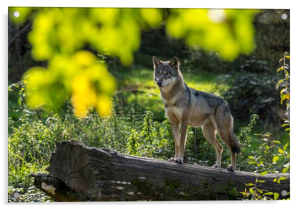 Wolf on the Lookout Acrylic by Arterra 