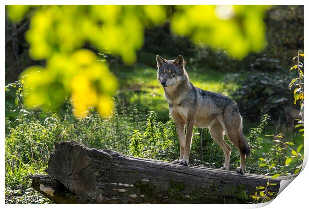 Wolf on the Lookout Print by Arterra 