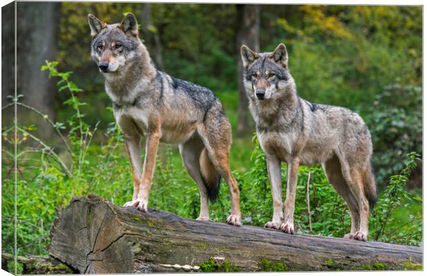 Two Wolves in Wood Canvas Print by Arterra 