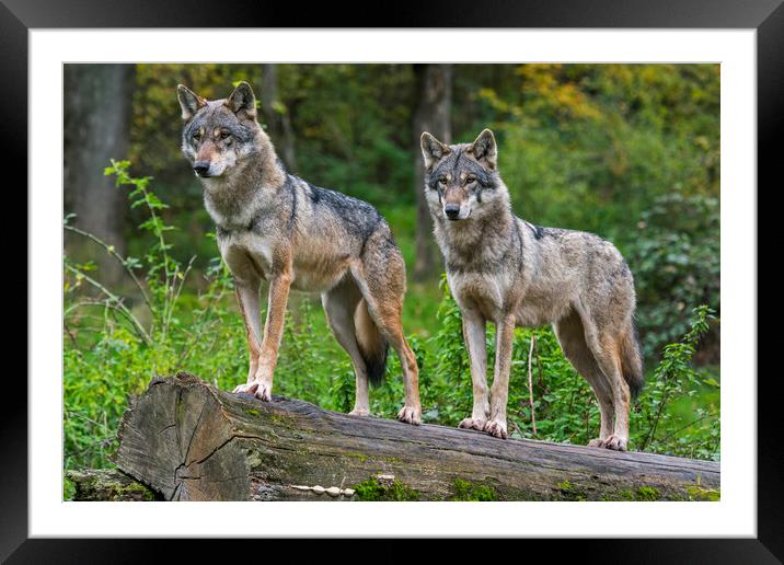 Two Wolves in Wood Framed Mounted Print by Arterra 
