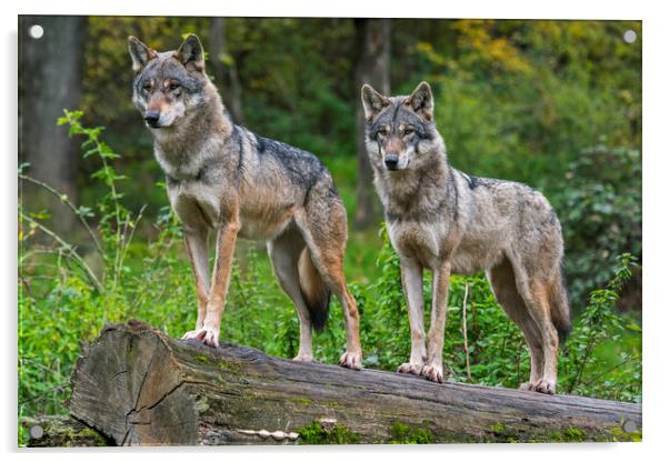 Two Wolves in Wood Acrylic by Arterra 