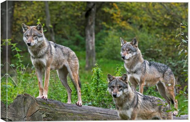 Three Wolves in Woodland Canvas Print by Arterra 