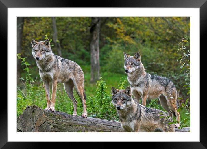 Three Wolves in Woodland Framed Mounted Print by Arterra 