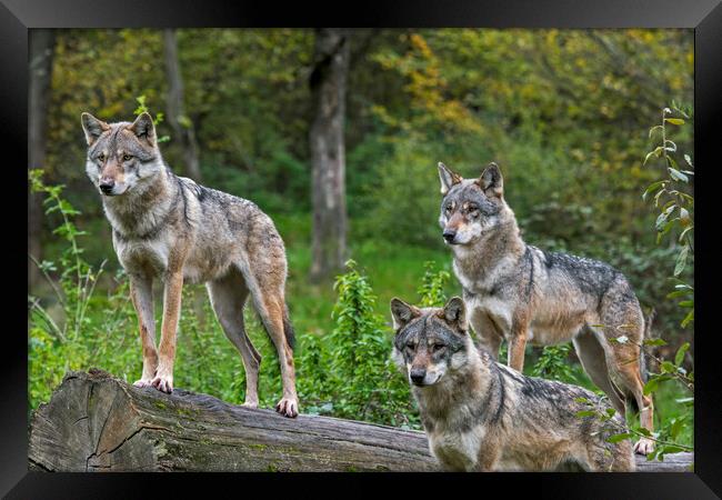 Three Wolves in Woodland Framed Print by Arterra 