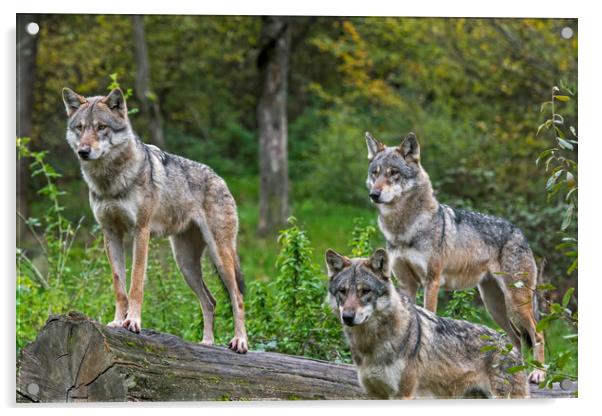Three Wolves in Woodland Acrylic by Arterra 