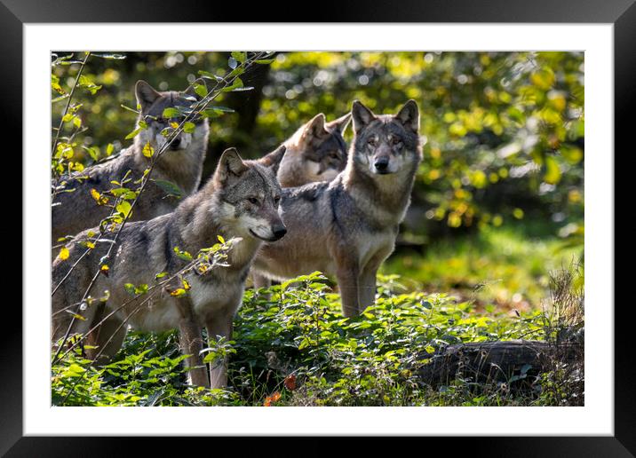 Hunting Grey Wolves Framed Mounted Print by Arterra 