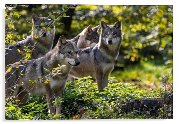 Hunting Grey Wolves Acrylic by Arterra 