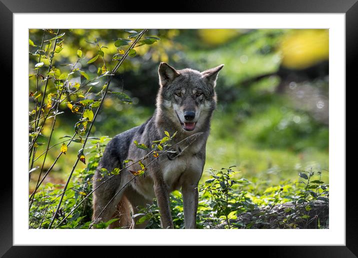 Grey Wolf in Forest Framed Mounted Print by Arterra 