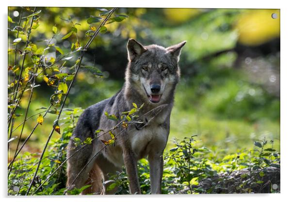 Grey Wolf in Forest Acrylic by Arterra 