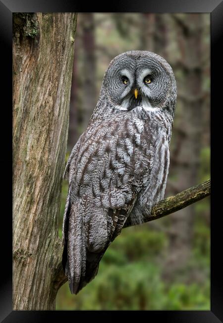 Great Grey Owl Framed Print by Arterra 