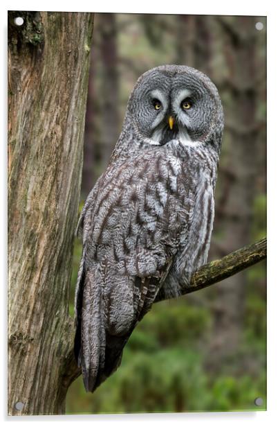 Great Grey Owl Acrylic by Arterra 