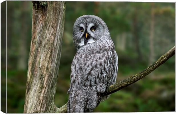 Great Grey Owl in Forest Canvas Print by Arterra 