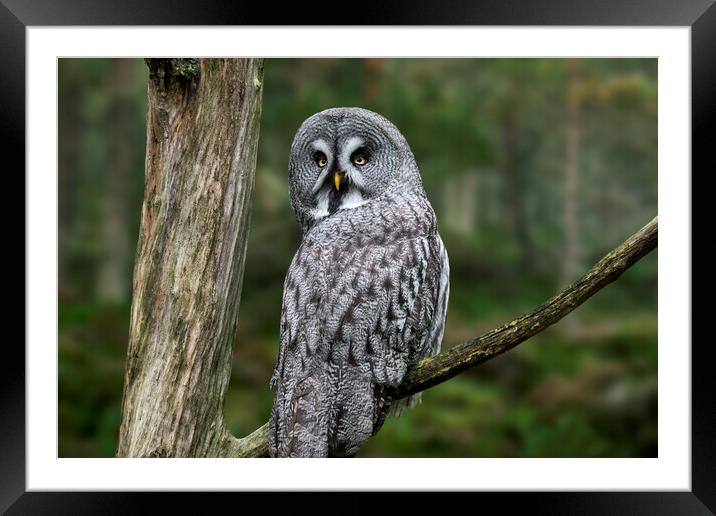 Great Grey Owl in Forest Framed Mounted Print by Arterra 