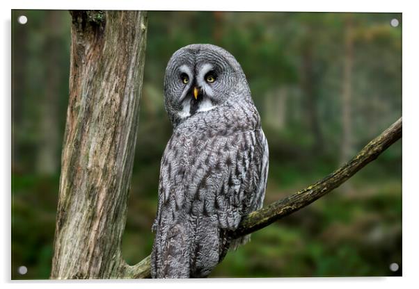 Great Grey Owl in Forest Acrylic by Arterra 