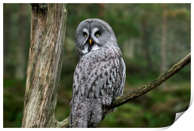 Great Grey Owl in Forest Print by Arterra 