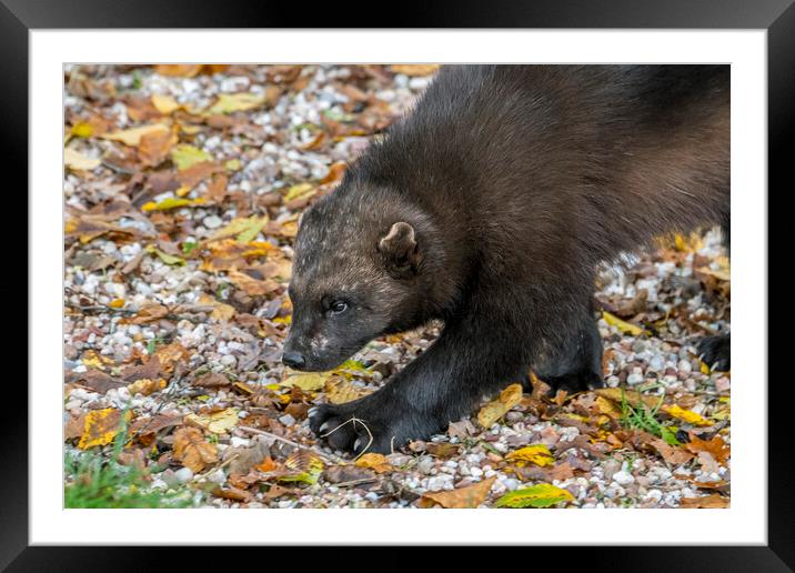 Hunting Wolverine Framed Mounted Print by Arterra 