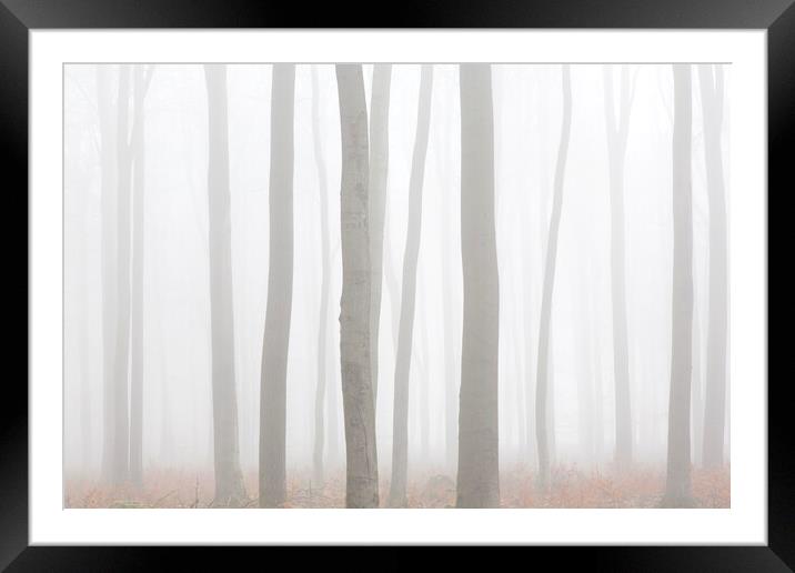 Tree Trunks in Mist Framed Mounted Print by Arterra 