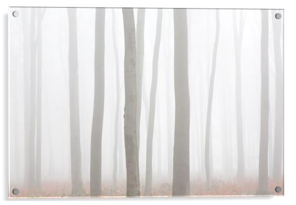 Tree Trunks in Mist Acrylic by Arterra 