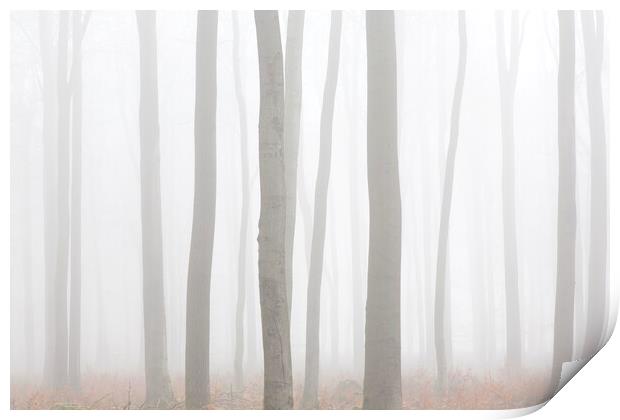 Tree Trunks in Mist Print by Arterra 